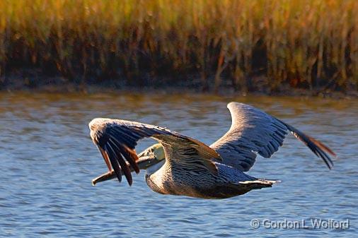 Pelican In Flight_27553.jpg - Brown Pelican (Pelecanus occidentalis) photographed near Port Lavaca, Texas, USA.